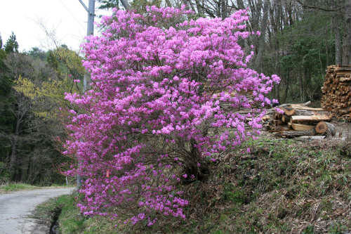20110422_5.jpg