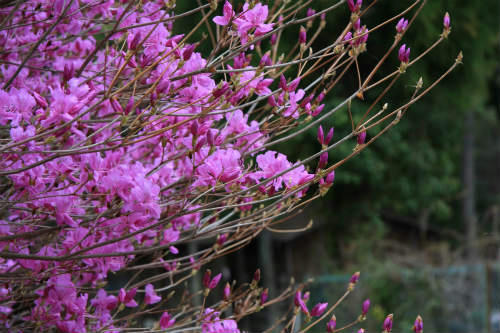 20110422_6.jpg