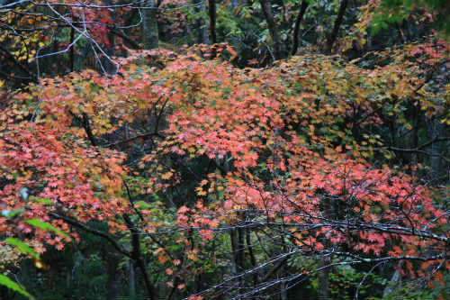 20111110.jpg
