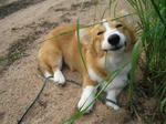dogsmile_2.jpg