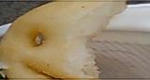 CA381553-2.jpg