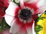 anemone