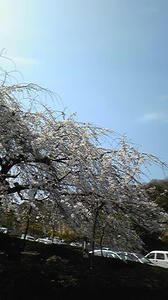 しだれ桜