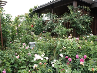 DSC09071_R.jpg