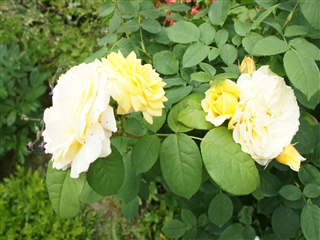 DSC09083_R.jpg
