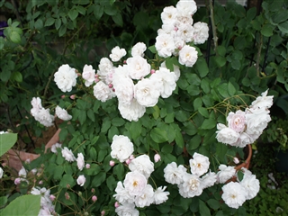 DSC09090_R.jpg