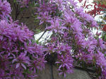 DSC05600.jpg