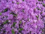 DSC05610.jpg