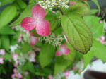 DSC06034.jpg