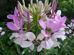DSC06266.jpg
