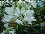 DSC06267.jpg