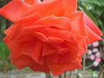 DSC06526.jpg