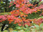 DSC06785.jpg