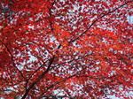 DSC06833.jpg