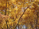 DSC06834.jpg
