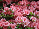 DSC07928.jpg