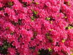 DSC07943.jpg