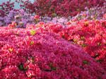 DSC08029.jpg