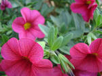DSC08117.jpg