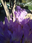 DSC09145.jpg