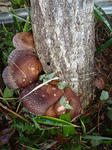DSC09498.jpg