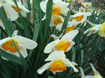 DSC00368.jpg