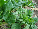 DSC00371.jpg