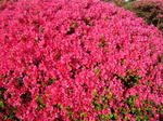 DSC00543.jpg