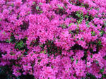 DSC00508.jpg