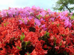 DSC00512.jpg