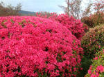 DSC00516.jpg