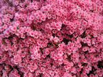 DSC00532.jpg