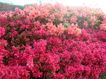 DSC00540.jpg