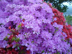 DSC00772.jpg