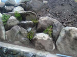 DSC00856.jpg