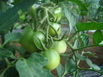 DSC00966.jpg