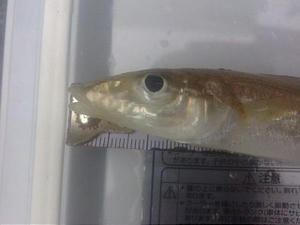 20081005104027.jpg