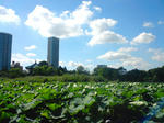 20100803_kakagu_00.jpg