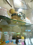 DSC00646.jpg