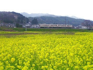 080426_1447_辰野町松尾峡の菜の花（電車）