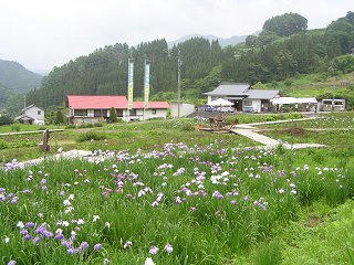 100703_1216_白髭神社前の花菖蒲園（長野市）