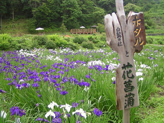 100703_1212_白髭神社前の花菖蒲園（長野市）