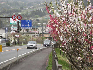 110503_1608_国道１５３号線に咲く花桃（阿智村）