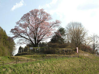 130428_0709_地蔵久保のオオヤマザクラ（飯綱町）