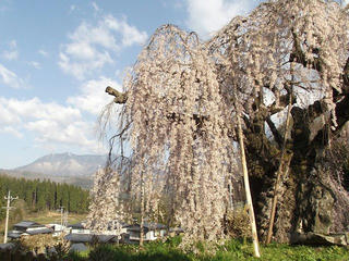 130428_0718_袖之山のシダレザクラ（飯綱町）