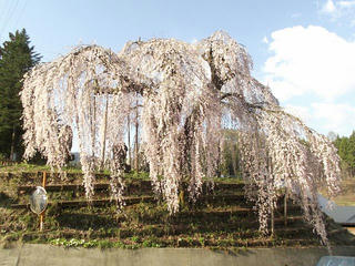 130428_0720_2_袖之山のシダレザクラ（飯綱町）