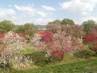 130428_0816_千曲川ふれあい公園に咲くハナモモと菜の花（小布施町）