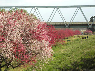 130428_0805_千曲川ふれあい公園に咲くハナモモと菜の花（小布施町）
