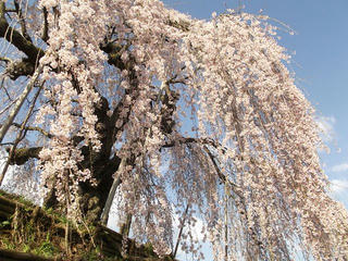 130428_0720_1_袖之山のシダレザクラ（飯綱町）