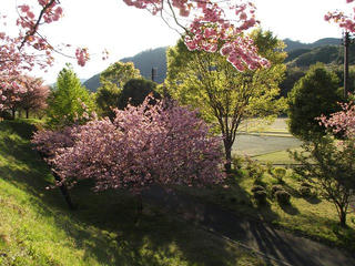 130503_1706_2_大桑村スポーツ公園に咲く八重桜（大桑村）